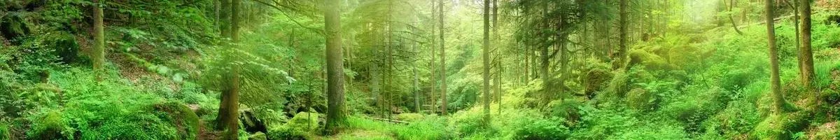 earth with sustainable forest